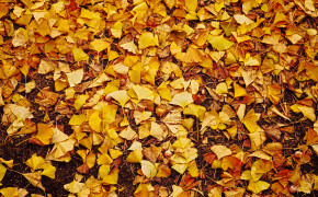 Autumn Yellow Leaves Wallpaper