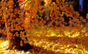 Autumn Yellow Leaves Fall Foliage Wallpaper