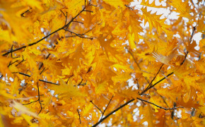 Autumn Yellow Leaves Season Wallpaper
