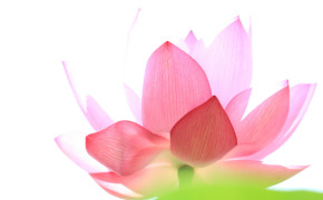 Lotus High Quality Wallpapers 02798