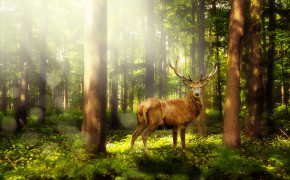 Deer Magic Forest Wallpaper 28307