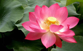 Lotus HD Images 02795