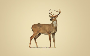 Deer Desktop HQ Wallpaper 29102