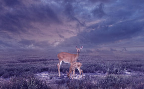 Deer Best HD Wallpaper 29100