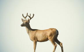 Deer HQ Wallpaper 29104