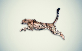 Cheetah HQ Wallpaper 29036