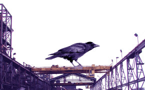 Crow Background Wallpapers 29088