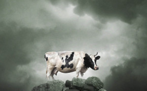 Cow Wallpapers HQ 29069
