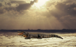 Crocodile Background HQ Wallpapers 29077