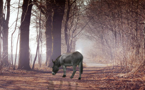 Donkey Background Wallpapers 29134