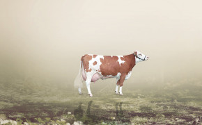 Cow Background HQ Wallpapers 29062