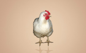 Chicken Best HD Wallpaper 29042