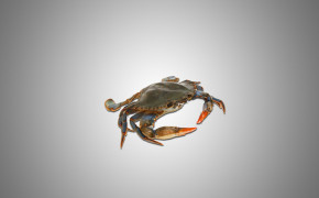 Crab Wallpapers HQ 29075