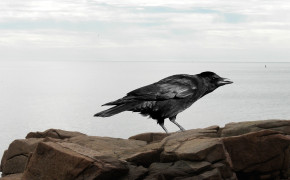 Crow Background HQ Wallpapers 29087