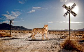 Cheetah Background HD Wallpaper 29028