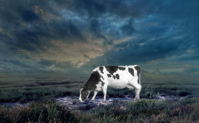 Cow High Definition Wallpapers 29067