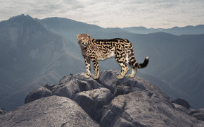 Cheetah Desktop HQ Wallpaper 29034