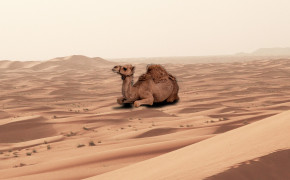 Camel Background Wallpapers 29010