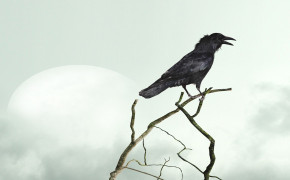 Crow Background HD Wallpaper 29085