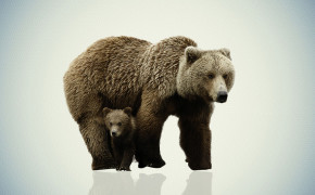 Bear Background Wallpapers 28969