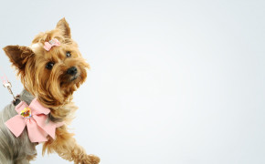 Dog Background Wallpapers 29127