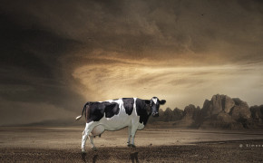 Cow Desktop HD Wallpaper 29065