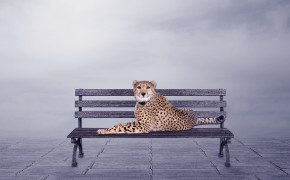 Cheetah Background Wallpapers 29031