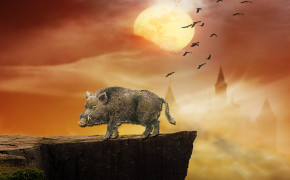 Boar High Definition Wallpapers 29005