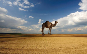 Camel High Definition Wallpapers 29014