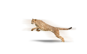 Cheetah Background HQ Wallpapers 29030