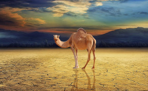 Camel Desktop HQ Wallpaper 29013