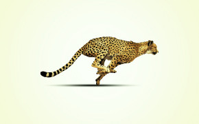 Cheetah Background HD Wallpapers 29029