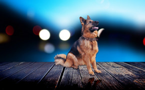 Dog Wallpapers HQ 29131