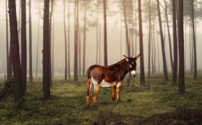 Donkey Background HD Wallpapers 29132