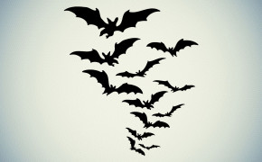 Bat Background HQ Wallpapers 28961