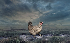 Chicken Background HQ Wallpapers 29040