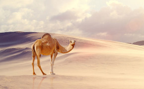 Camel Wallpapers HQ 29016