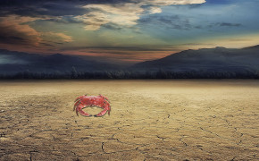 Crab High Definition Wallpapers 29073