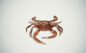 Crab Background Wallpapers 29071