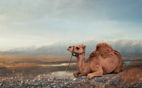 Camel Best HD Wallpaper 29011