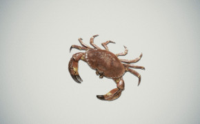 Crab Background HQ Wallpapers 29070