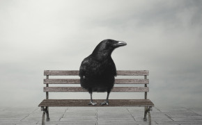 Crow HQ Wallpapers 29095