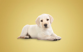 Dog Background HQ Wallpapers 29126