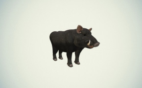 Boar Background HQ Wallpapers 29000