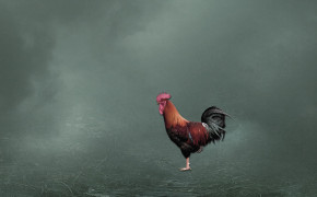 Cock Background HD Wallpaper 29048