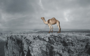 Camel Desktop HD Wallpaper 29012