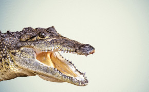 Crocodile Background HD Wallpapers 29076