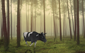 Cow Background HD Wallpaper 29060
