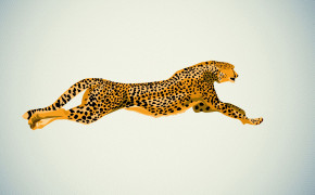 Cheetah Wallpapers HQ 29037