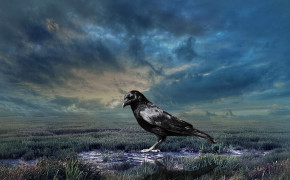 Crow High Definition Wallpapers 29093